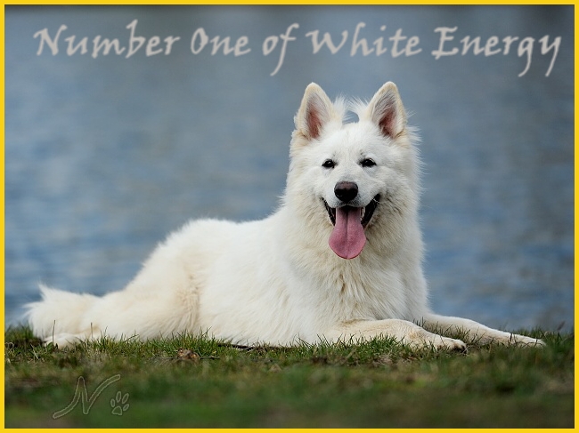 Number One of White Energy